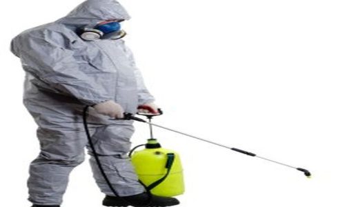Pest Control Sydney: Identifying and Eliminating Bed Bug Infestations