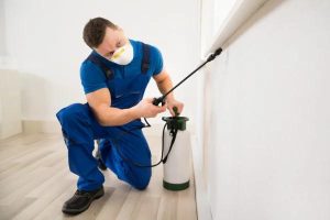 The Science Behind Termite Control: Sydney's Approach